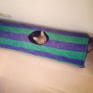 Tips de viajes con gatos