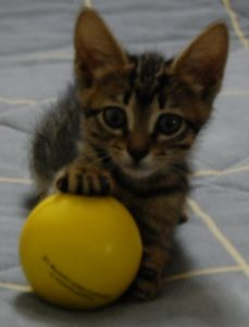 Tips de viajes con gatos