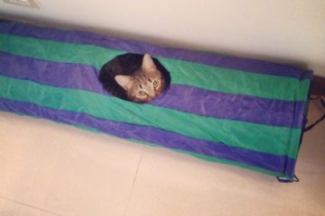 Tips de viajes con gatos