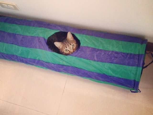 Tips de viajes con gatos